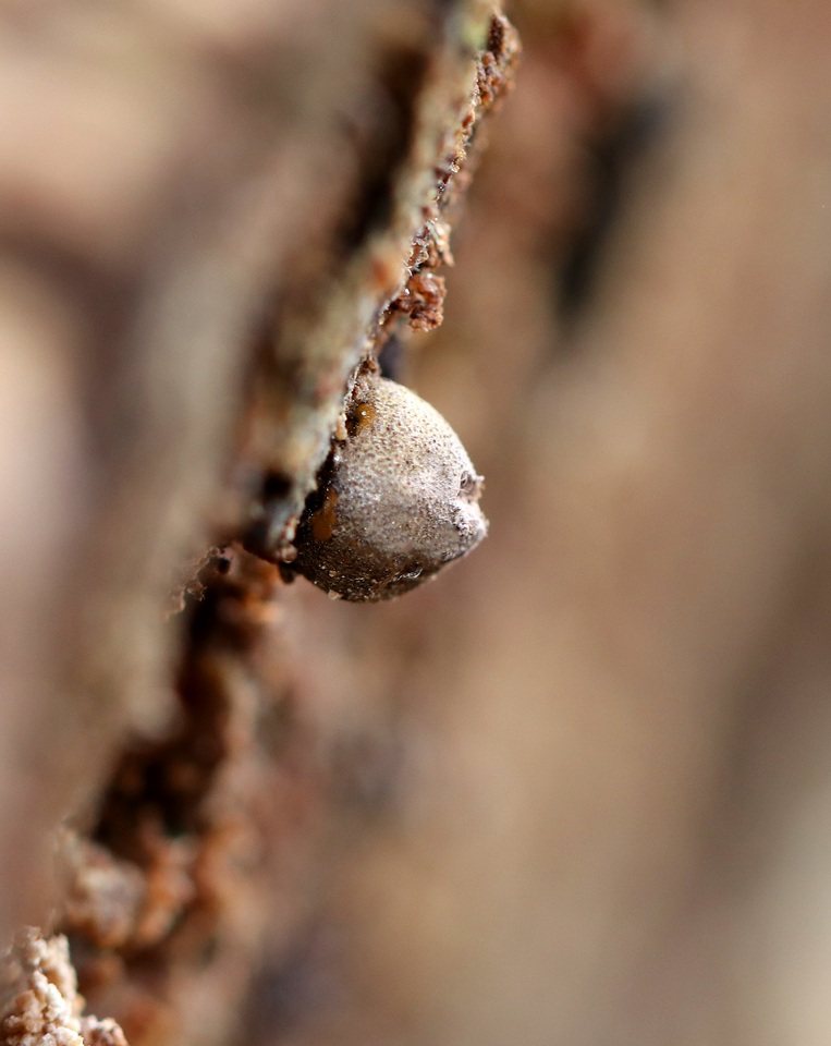 Reticulariaceae image
