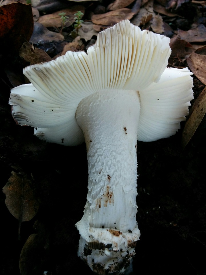 Amanita crassiputamen image