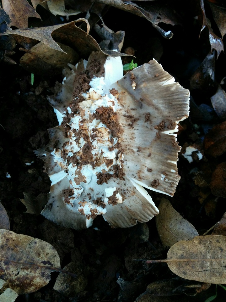 Amanita crassiputamen image
