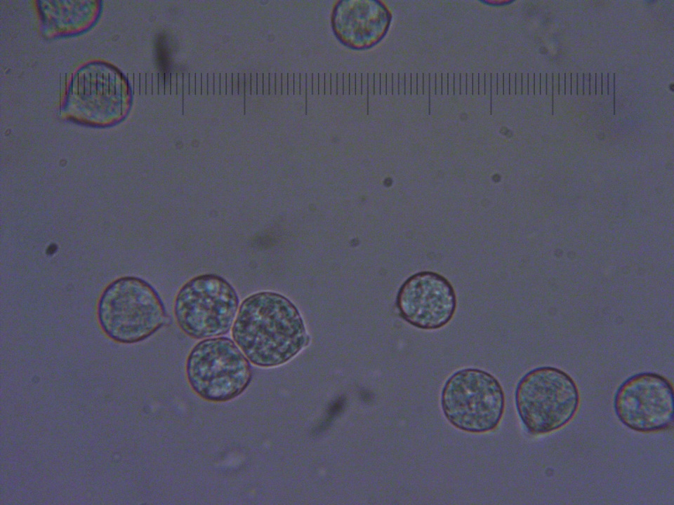 Amanita crassiputamen image