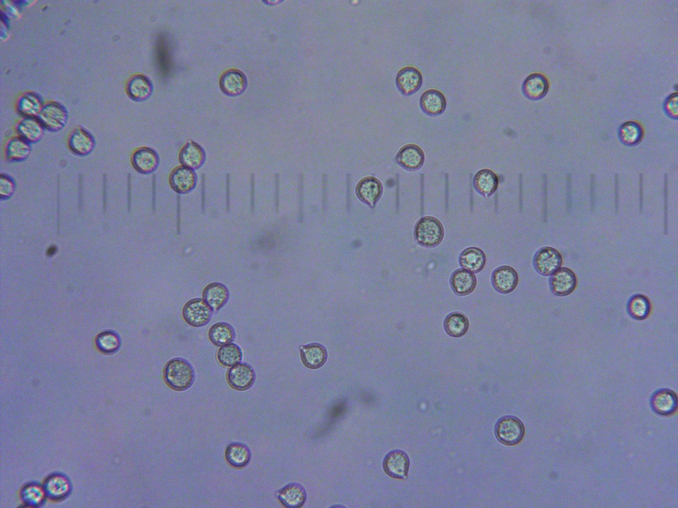Amanita crassiputamen image