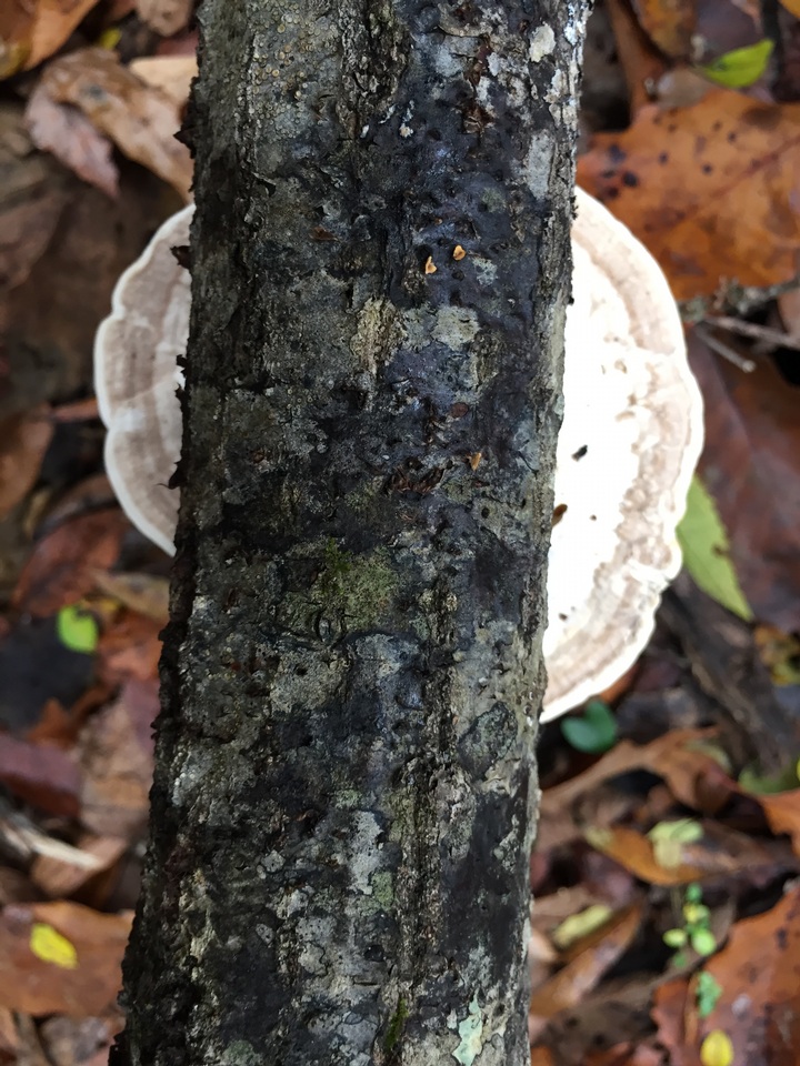 Trametes suaveolens image