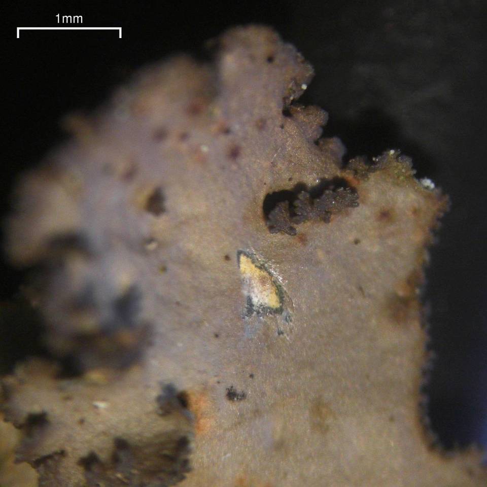 Sticta fragilinata image