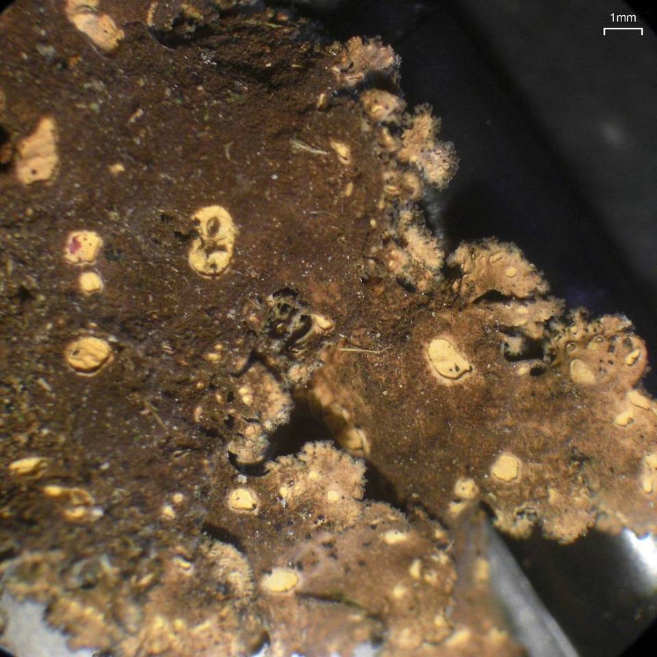 Sticta fragilinata image