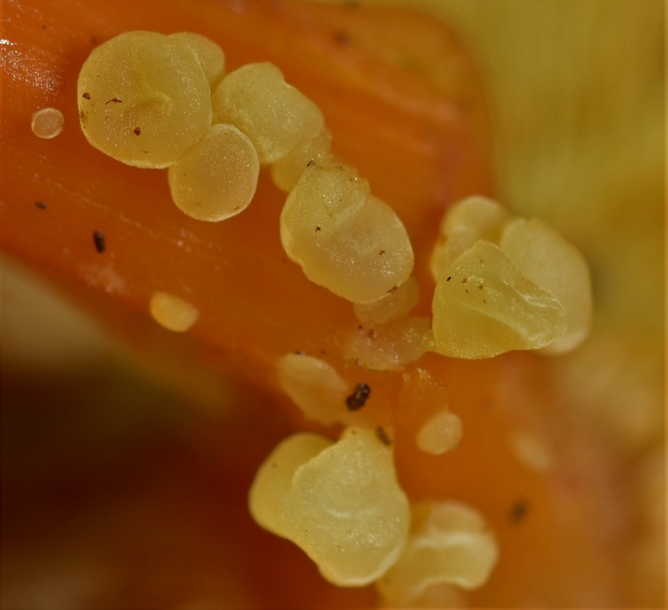 Syzygospora effibulata image