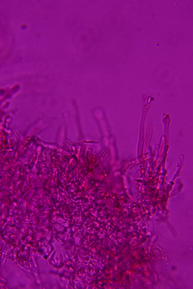 Syzygospora effibulata image