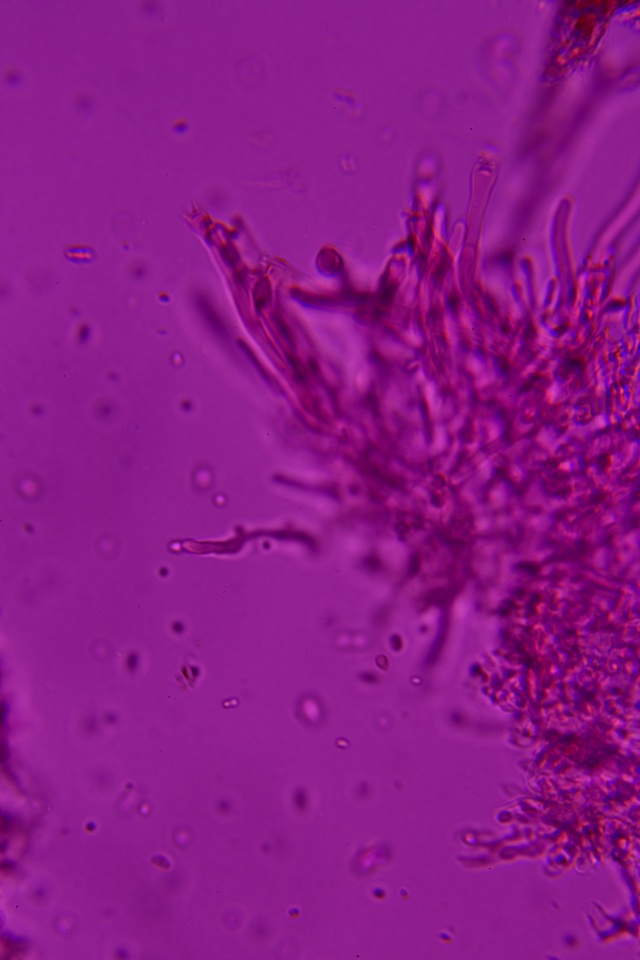 Syzygospora effibulata image