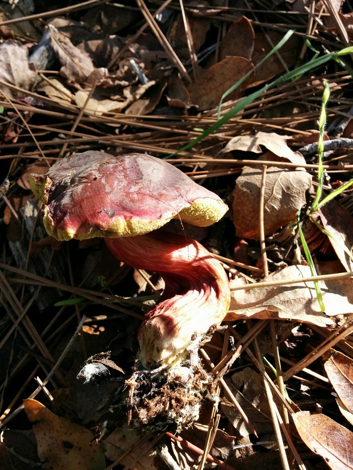 Xerocomellus atropurpureus image