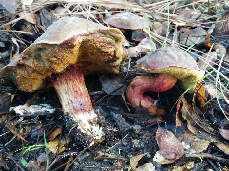 Xerocomellus atropurpureus image