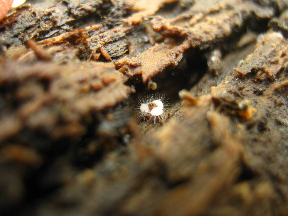 Krieglsteinera lasiosphaeriae image