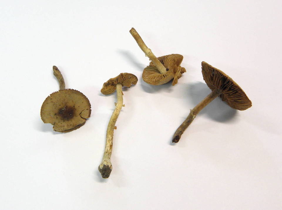 Conocybe aporos image