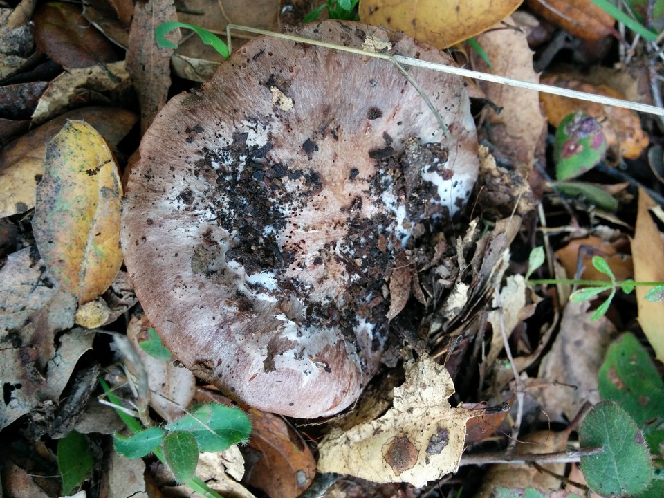 Cortinarius regalis image