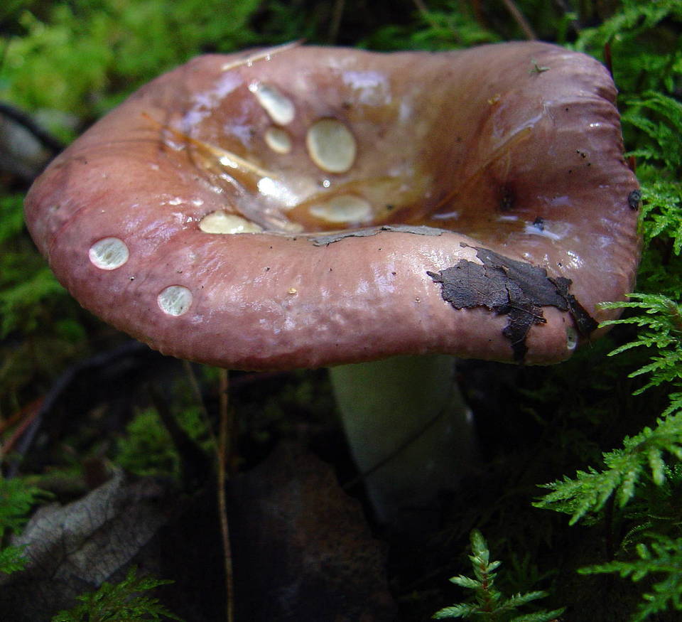 Russula vinosa image