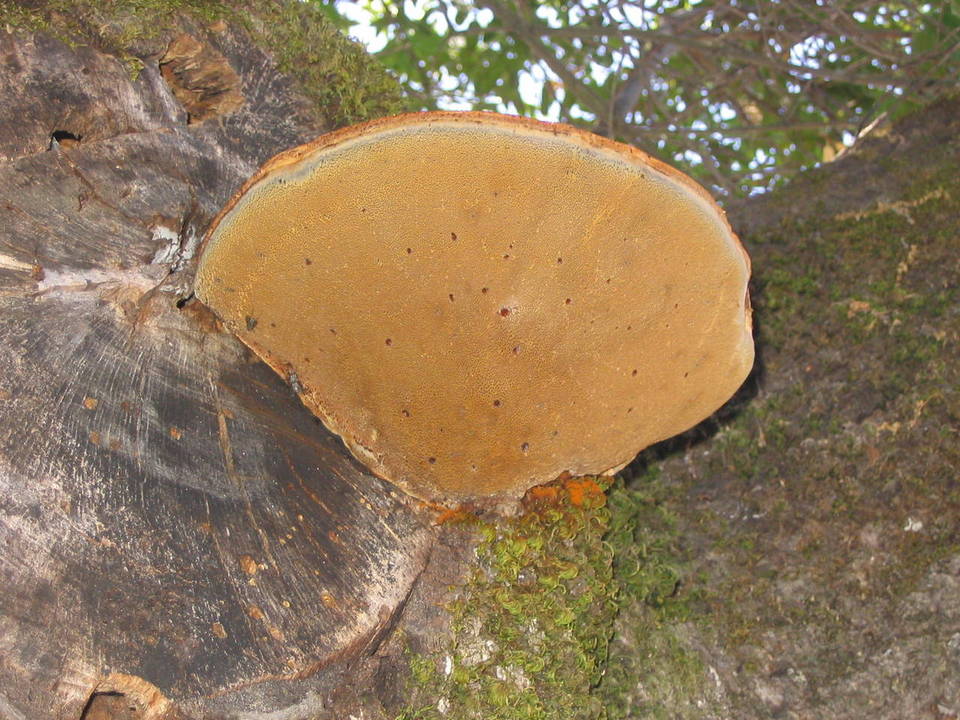 Inonotus dryophilus image