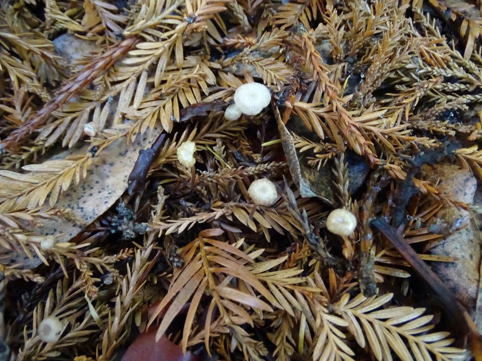 Gymnopus sequoiae image
