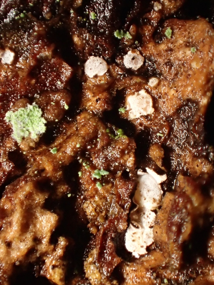 Propolis leonis image