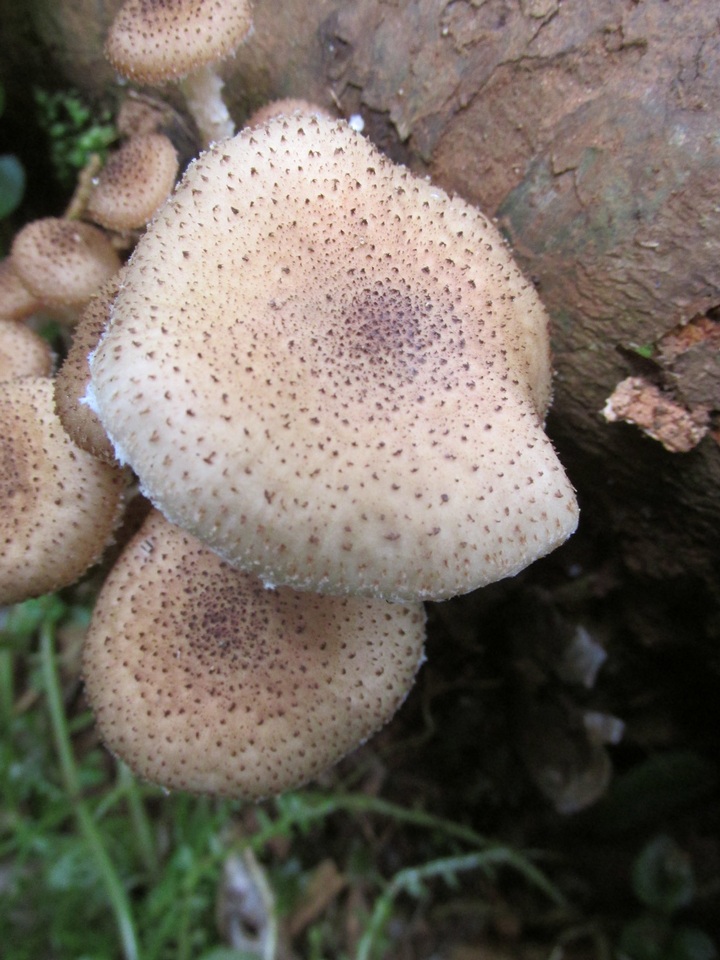 Armillaria fuscipes image