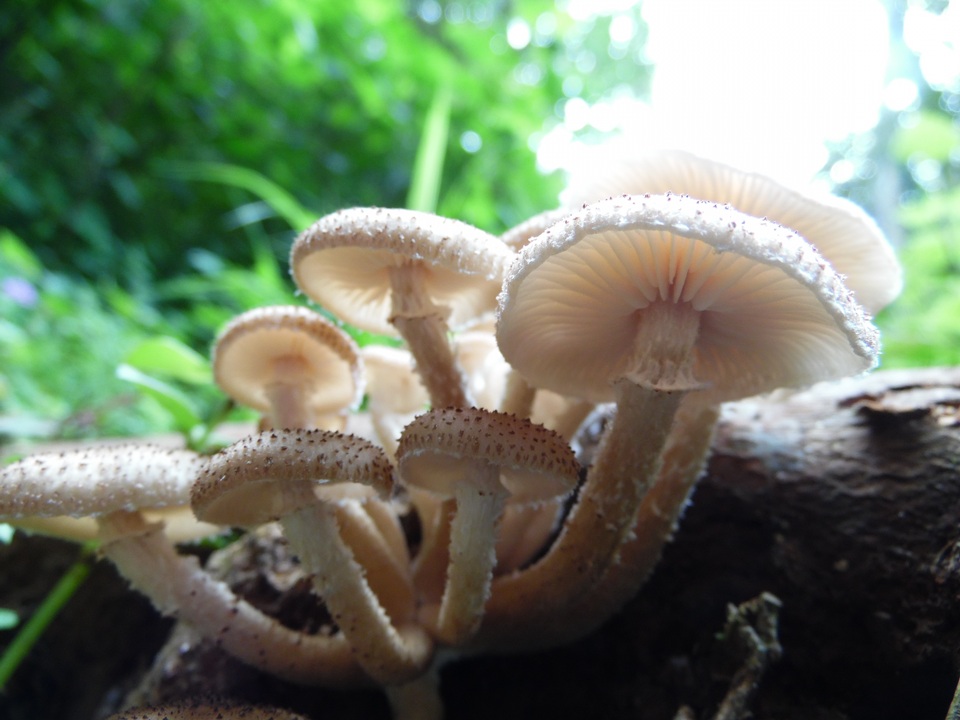 Armillaria fuscipes image