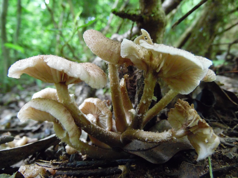 Armillaria fuscipes image