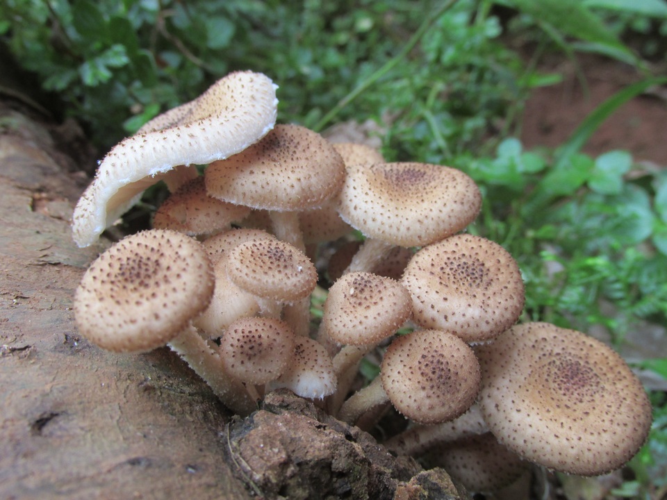 Armillaria fuscipes image