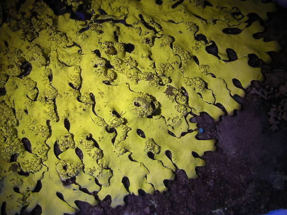 Hypotrachyna osseoalba image