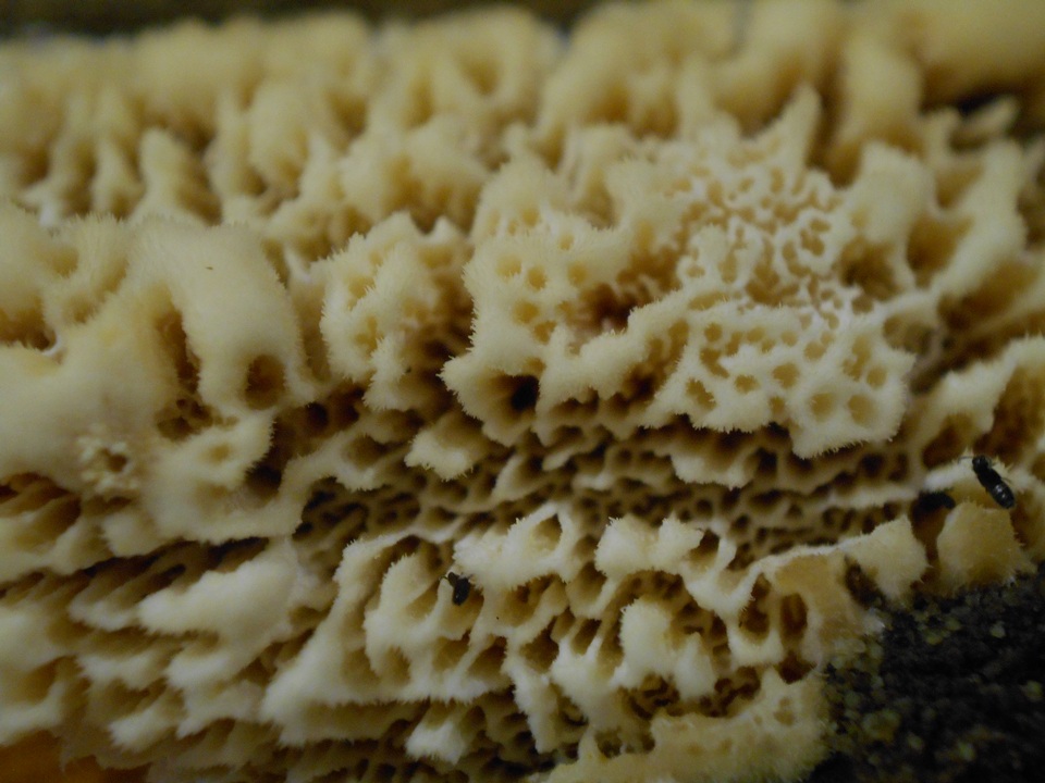 Phlebia acerina image