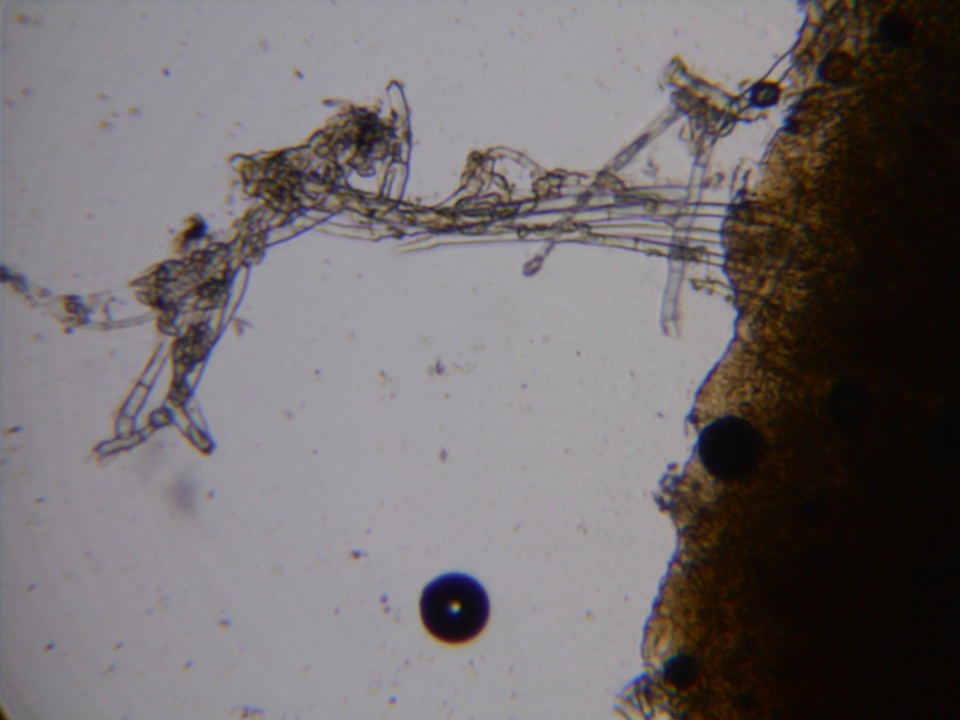 Hypomyces aurantius image