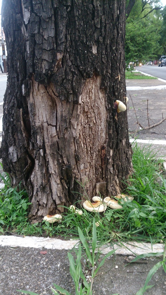 Ganoderma parvulum image