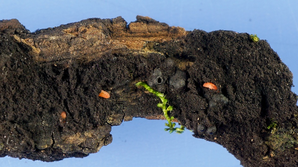 Nitschkia acanthostroma image