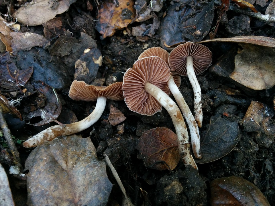 Cortinarius fragrantissimus image