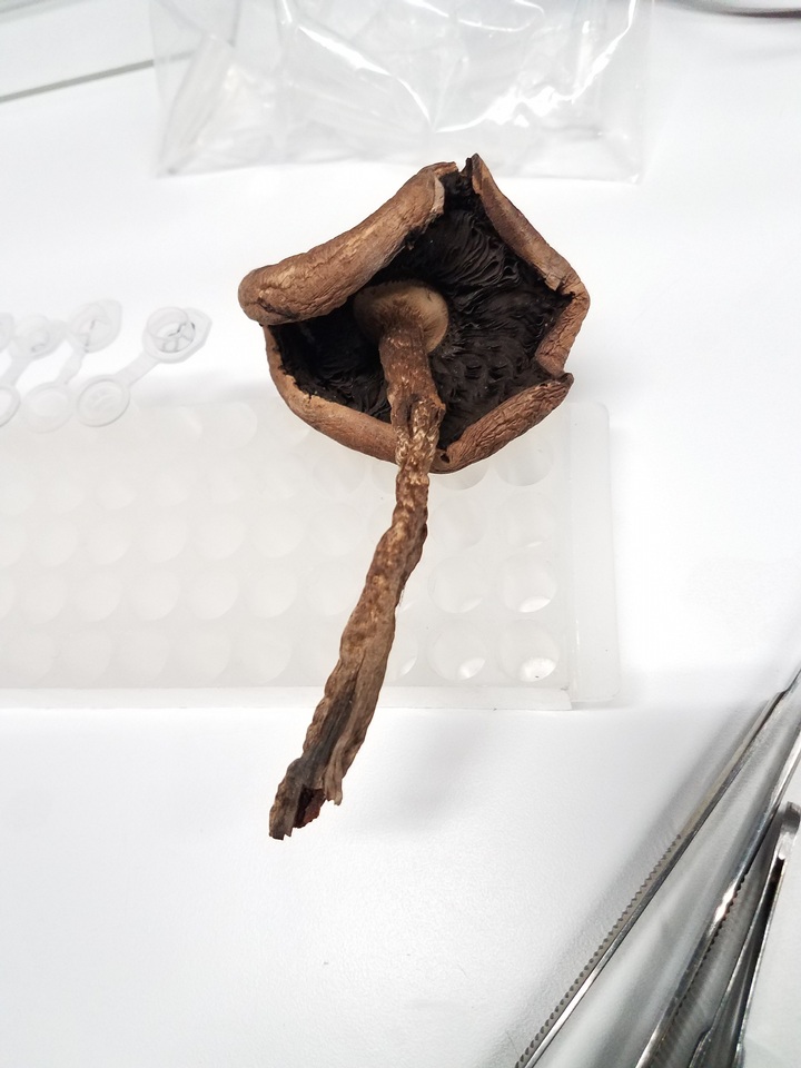 Agaricus cordillerensis image