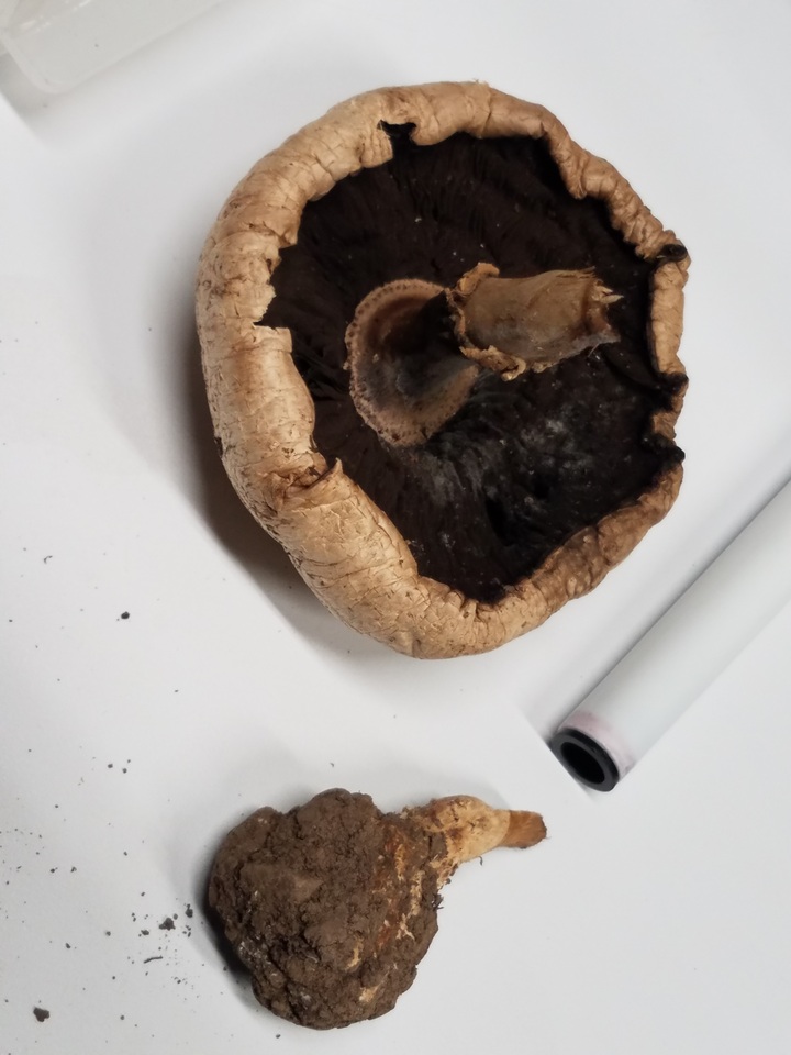 Agaricus hupohanae image