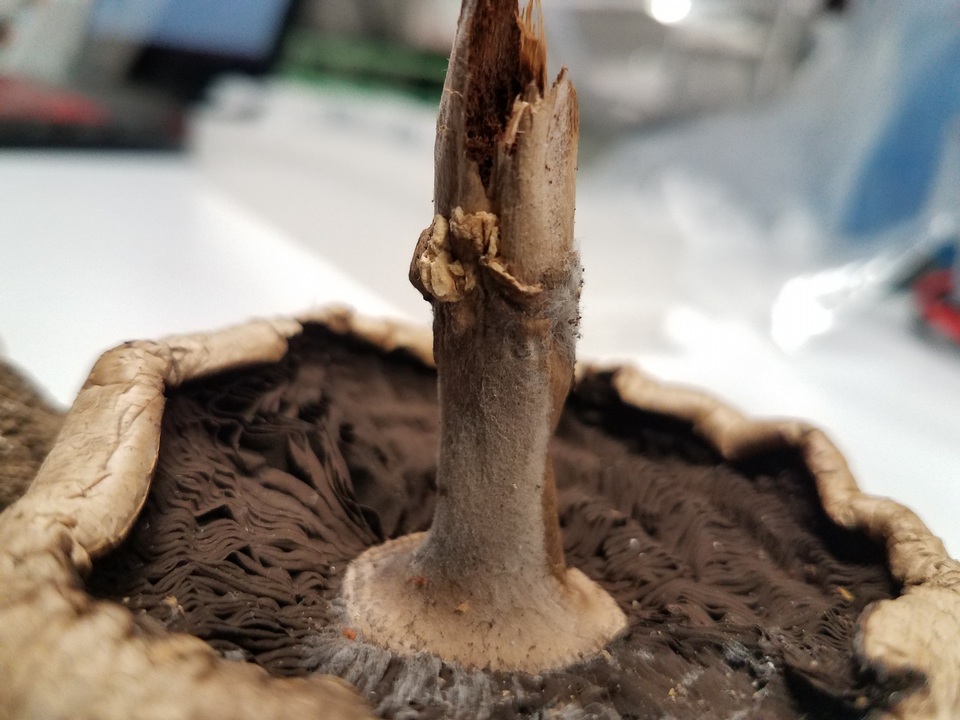 Agaricus hupohanae image