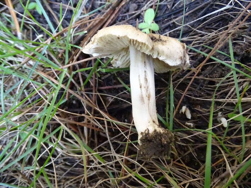 Inocybe xanthomelas image