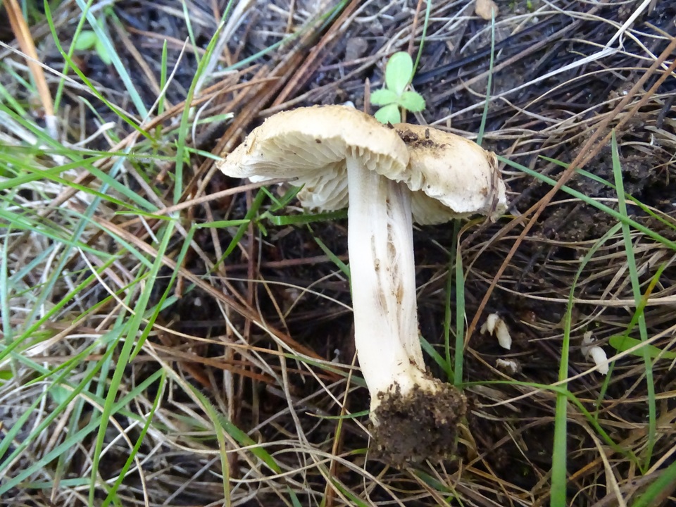 Inocybe xanthomelas image