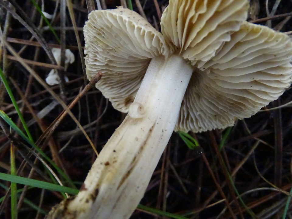 Inocybe xanthomelas image