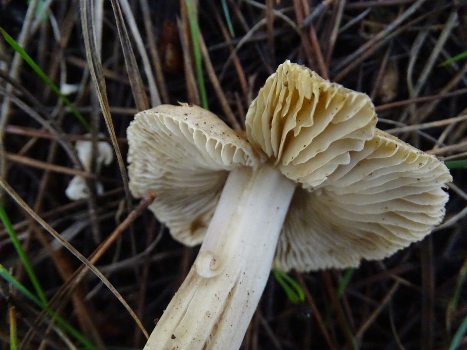 Inocybe xanthomelas image