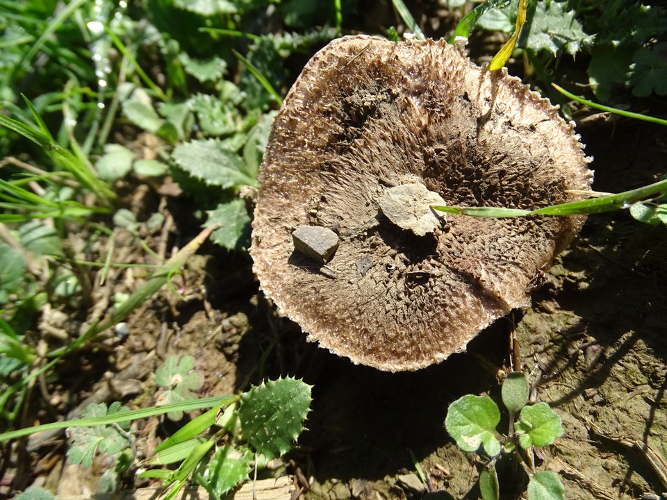 Agaricus incultorum image