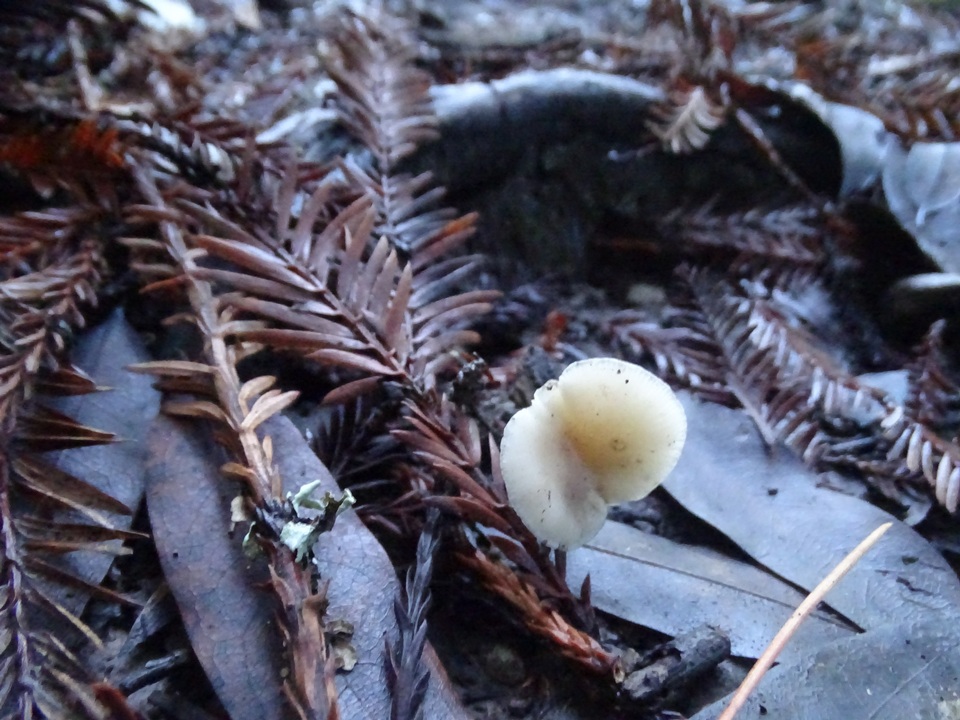 Clitocybe patelliformis image