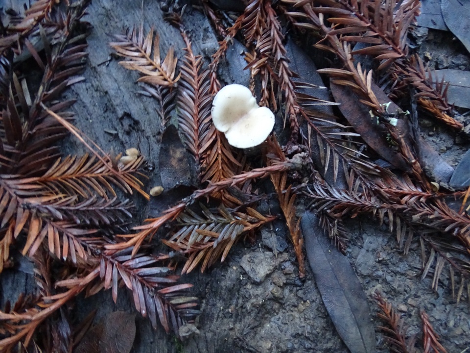 Clitocybe patelliformis image