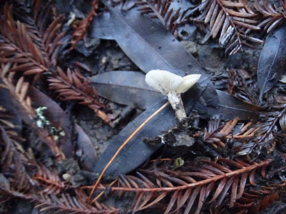 Clitocybe patelliformis image