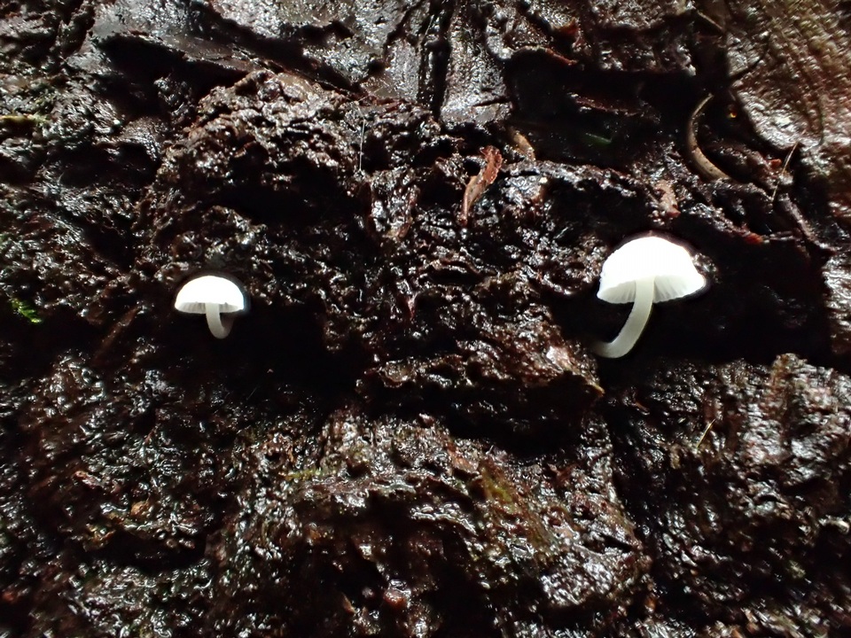 Mycena supina image