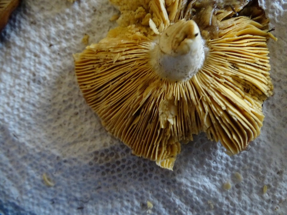 Russula risigallina image