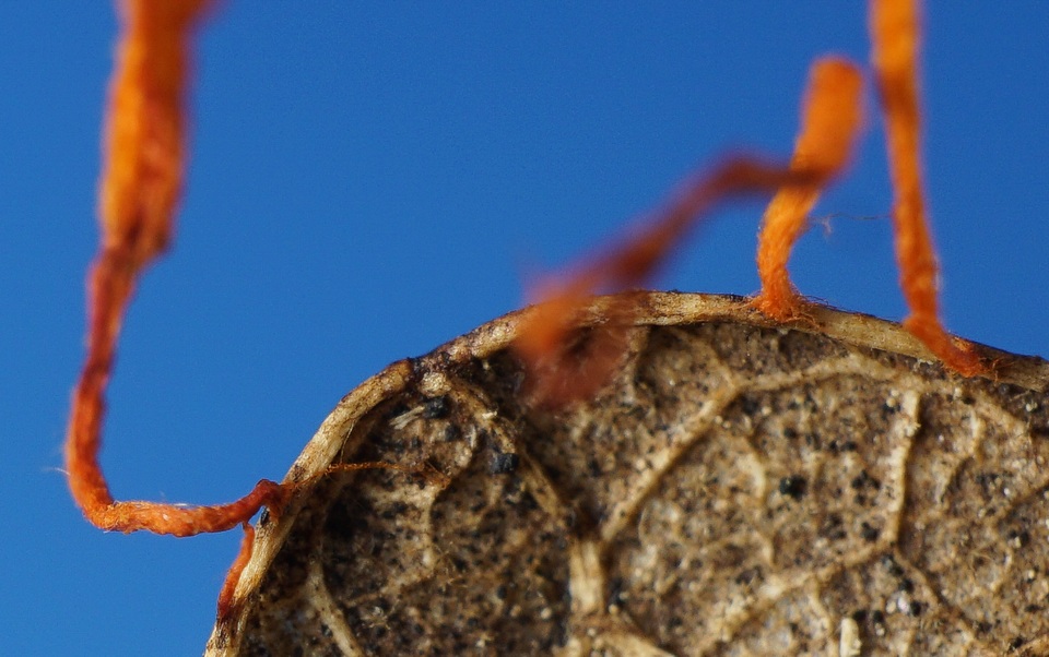 Anthina flammea image