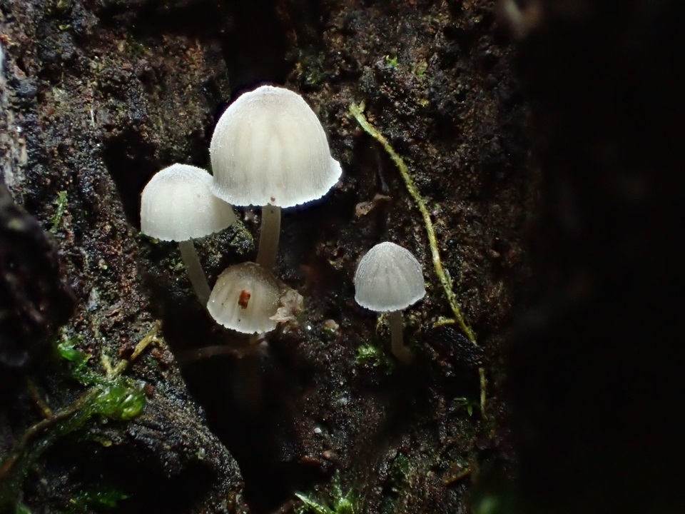 Mycena supina image