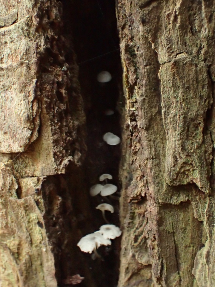 Mycena supina image