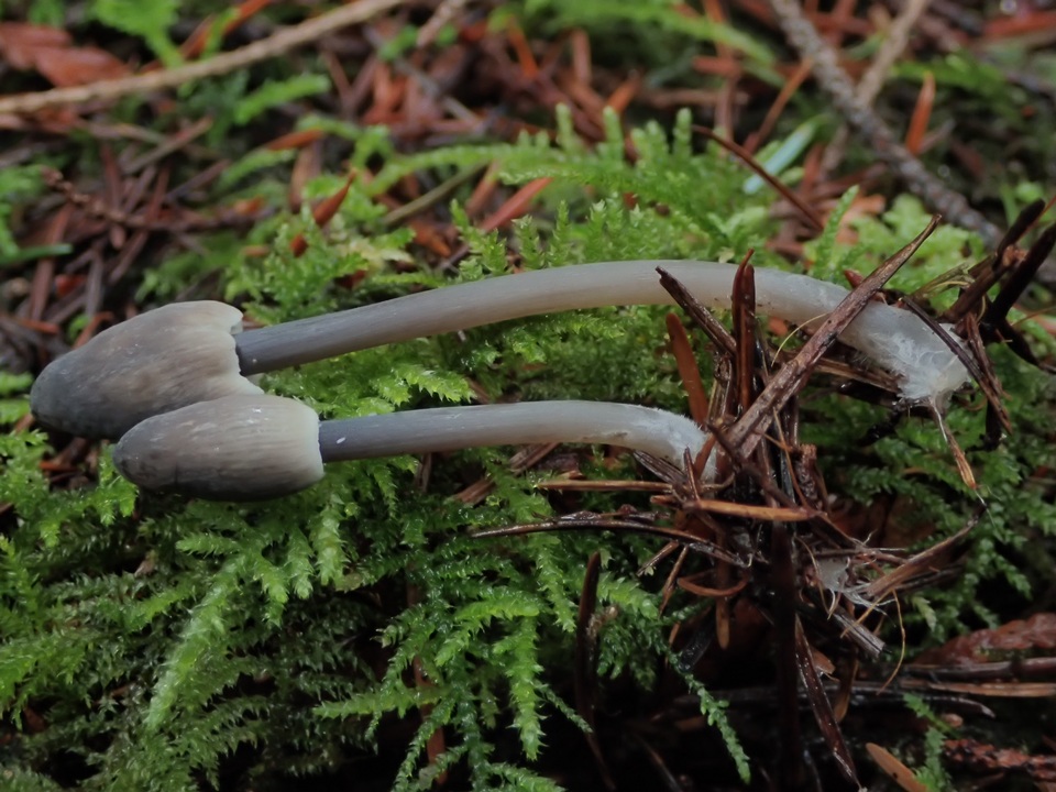 Mycena parabolica image