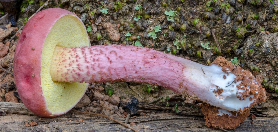 Boletellus obscurecoccineus image
