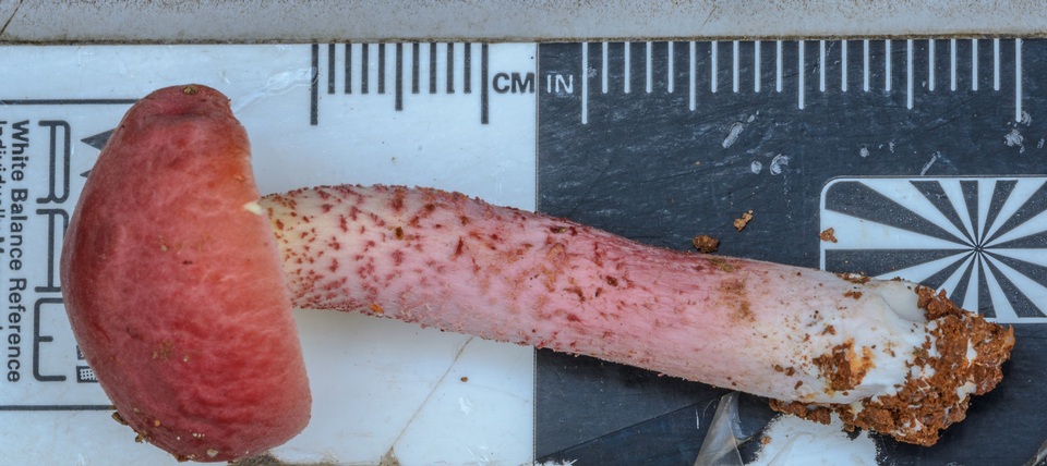 Boletellus obscurecoccineus image