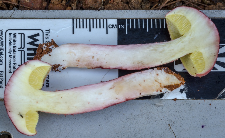 Boletellus obscurecoccineus image